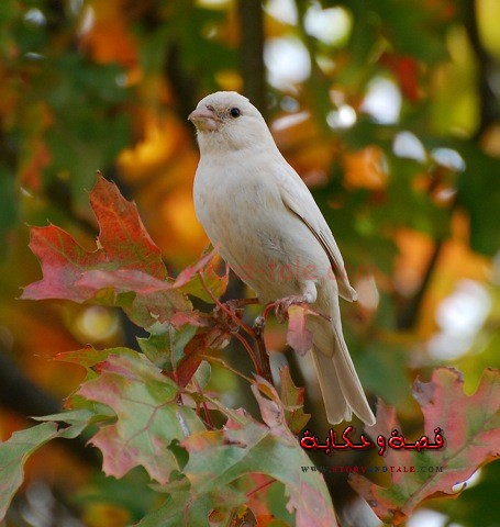 قصة العصفور والفخ Bird-4