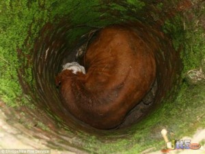 Story of a horse farmer in a deep water well, but dry