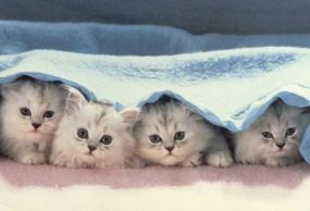 The story of a young, cats