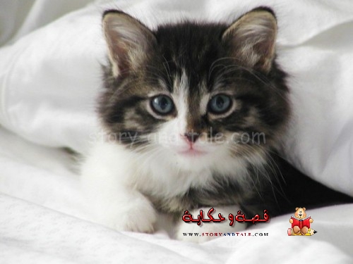 Read more about the article قصة من ركل القطة ؟!!